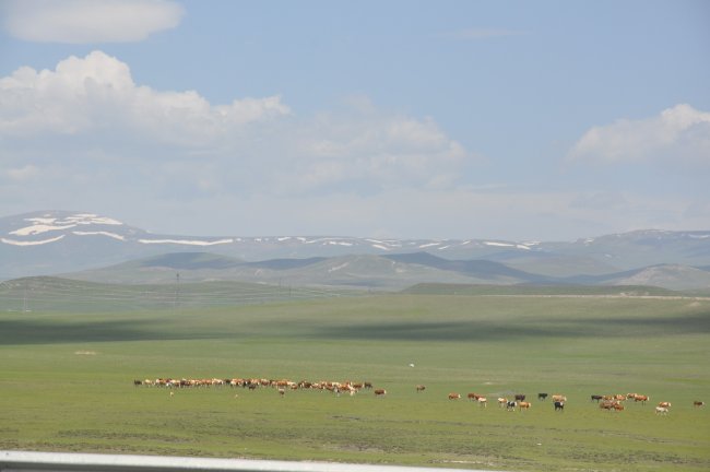 kars’ta-buyukbas-ve-kucukbas-hayvanlar-meralara-cikarildi-(2).jpg