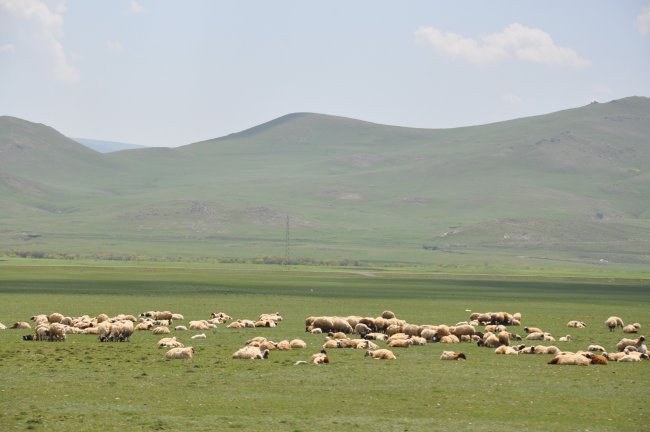kars’ta-buyukbas-ve-kucukbas-hayvanlar-meralara-cikarildi-(3).jpg