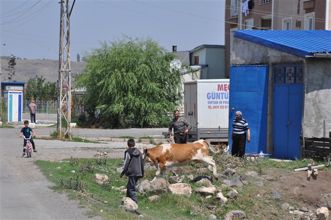 kars’ta-kurbanlik-dana-firarda!-(11).jpg