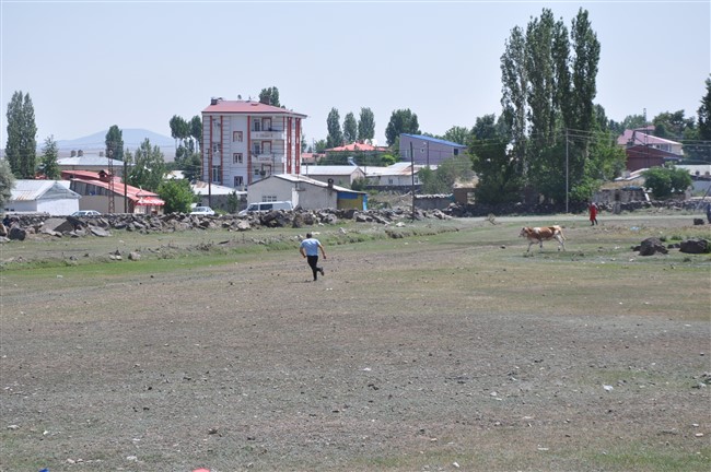 kars’ta-kurbanlik-dana-firarda!-(2).jpg