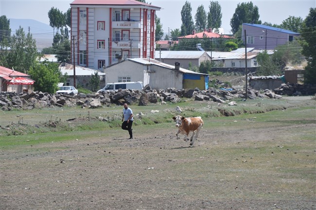 kars’ta-kurbanlik-dana-firarda!-(5).jpg