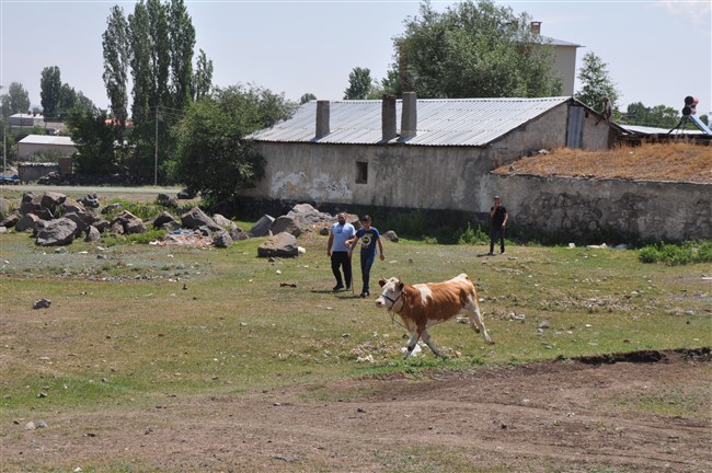 kars’ta-kurbanlik-dana-firarda!-(9).jpg