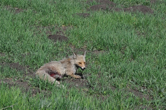 kars’ta-yarali-tilkiyi-vatandas-kurtardi-(1).jpg