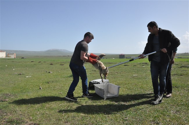 kars’ta-yarali-tilkiyi-vatandas-kurtardi-(10).jpg