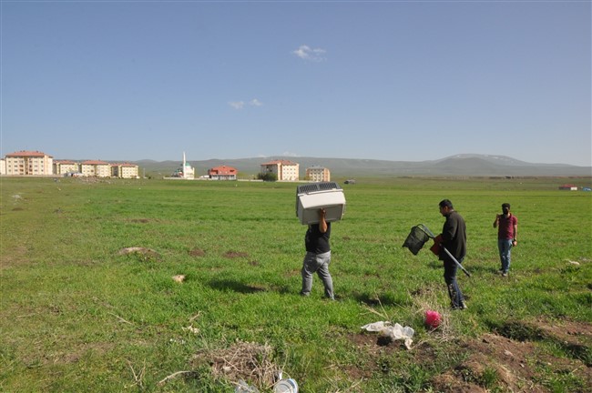 kars’ta-yarali-tilkiyi-vatandas-kurtardi-(7).jpg
