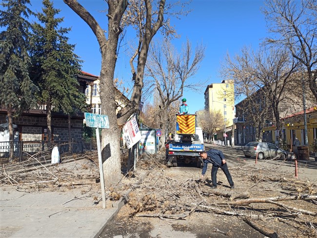 kars-belediyesi-agaclari-budama-ve-bakim-calismasi-baslatti-(4).jpg