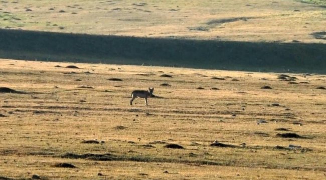 kars-gole-yoluna-kurtlar-indi-(3).jpg
