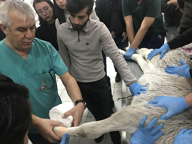 kars-vho-buzagi-tendon-problemleri-egitimi!-(3).jpg