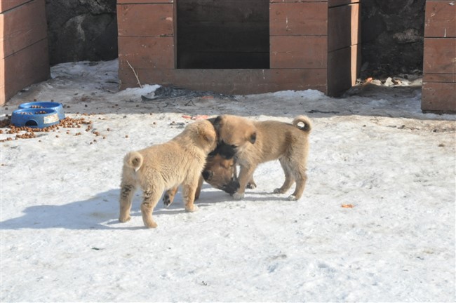 sokak-hayvanlarinin-imdadina-kars-belediyesi-yetisiyor-(13).jpg