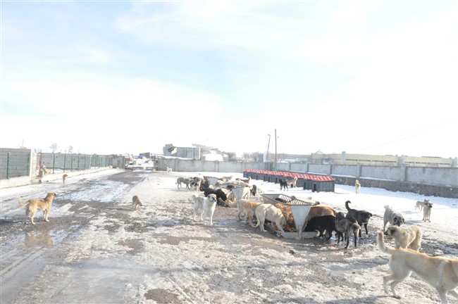sokak-hayvanlarinin-imdadina-kars-belediyesi-yetisiyor-(14).jpg