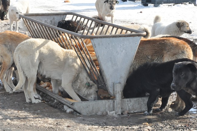 sokak-hayvanlarinin-imdadina-kars-belediyesi-yetisiyor-(15).jpg