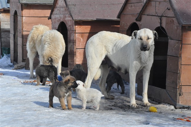 sokak-hayvanlarinin-imdadina-kars-belediyesi-yetisiyor-(3).jpg