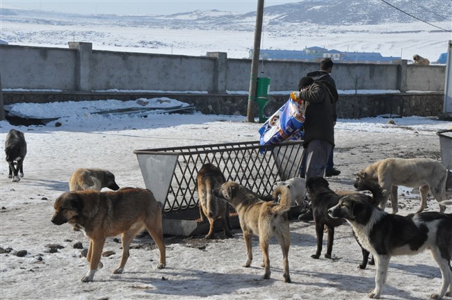 sokak-hayvanlarinin-imdadina-kars-belediyesi-yetisiyor-(7).jpg