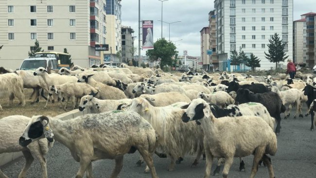 suruculerden-koyun-surusune-tepki!3.jpg