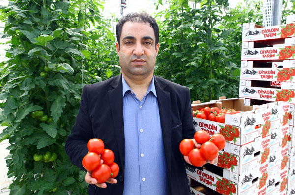 -35-derecede-domates-uretiyor-(2).jpg