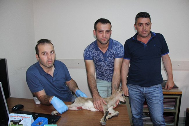 artvinde-yaralanan-dag-kecisi-kars-kafkas-universitesi-veteriner-hekimligi-fakultesine-sevk-edildi-(1).jpg