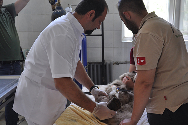 ayaginda-kirik-bulunan-yavru-ayi-kars’ta-ameliyata-alindi-(3).jpg