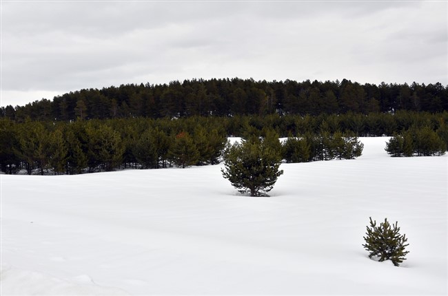 baharda-karla-kapli-araziye-yaban-hayvanlari-icin-yem-biraktilar-(8).jpg