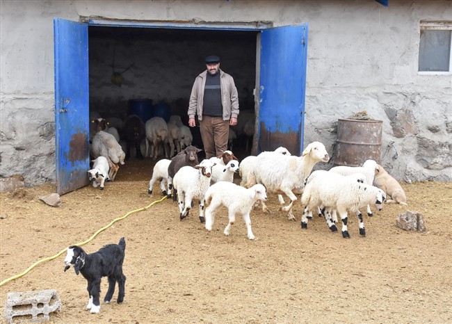 bahari-mujdeleyen-oglak-ve-kuzulara-biberonlu-bakim-(12).jpg