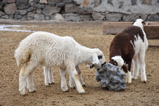 bahari-mujdeleyen-oglak-ve-kuzulara-biberonlu-bakim-(2).jpg