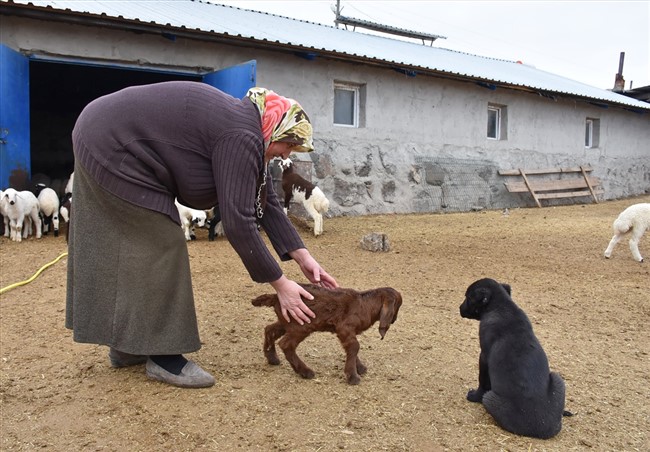 bahari-mujdeleyen-oglak-ve-kuzulara-biberonlu-bakim-(3).jpg