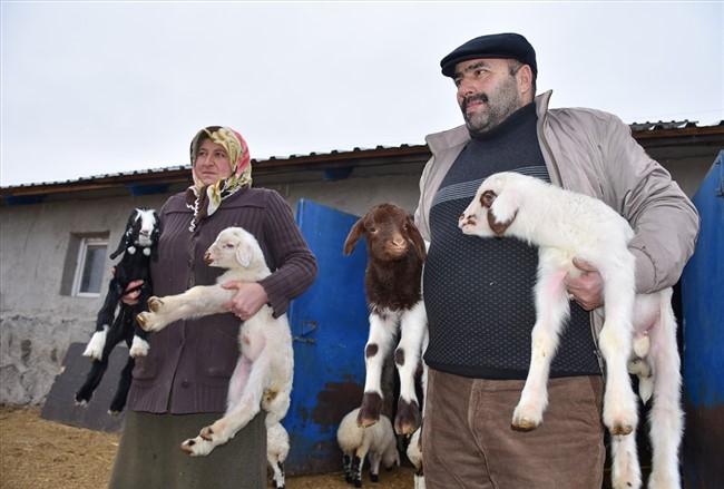 bahari-mujdeleyen-oglak-ve-kuzulara-biberonlu-bakim-(5).jpg