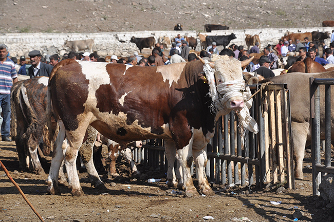 bayram-oncesi-kars-hayvan-pazarinda-durgunluk-yasaniyor--(10).jpg