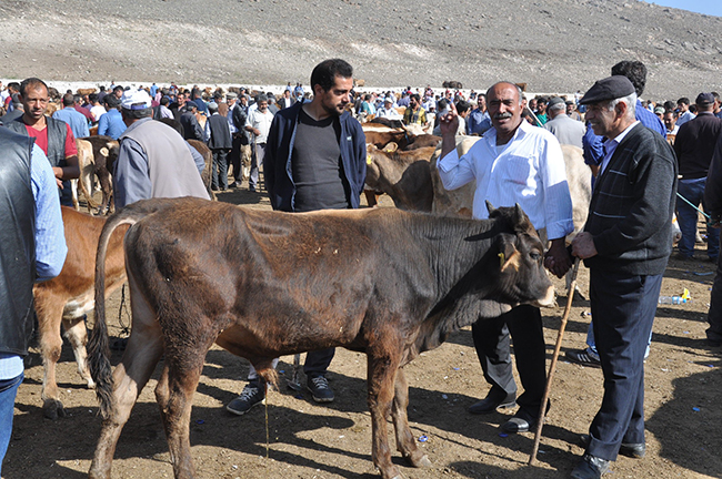 bayram-oncesi-kars-hayvan-pazarinda-durgunluk-yasaniyor--(3).jpg