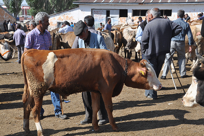 bayram-oncesi-kars-hayvan-pazarinda-durgunluk-yasaniyor--(6).jpg