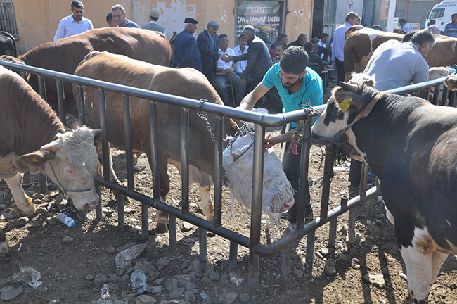 bayram-oncesi-kars-hayvan-pazarinda-durgunluk-yasaniyor--(8).jpg