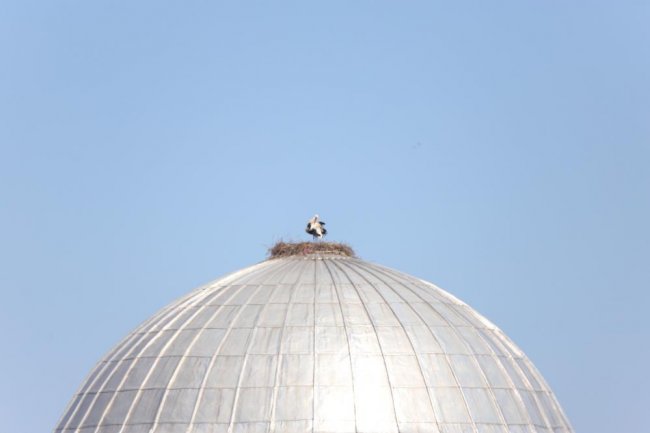 cami-kubbesindeki-leylek-ile-yavrusu-ve-yumurtalari-kars’a-gonderildi-(1).jpg