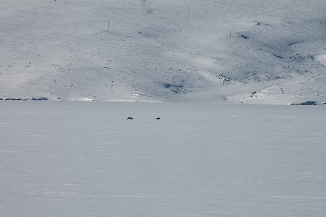 cildir-golu-uzerinde-balikcilarla-ve-kurtlar-bir-arada-(2).jpg