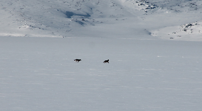 cildir-golu-uzerinde-balikcilarla-ve-kurtlar-bir-arada-(3).jpg
