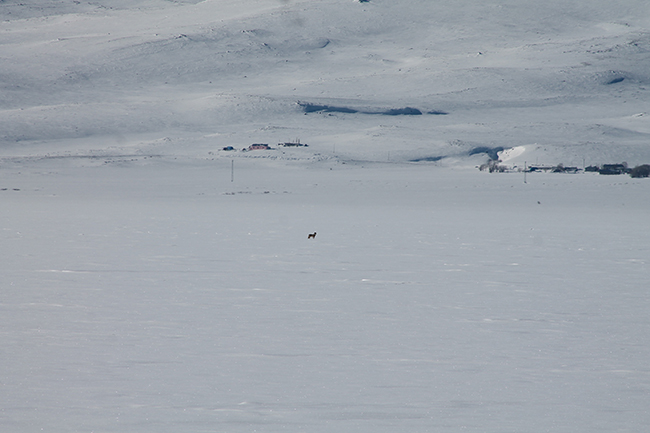cildir-golu-uzerinde-balikcilarla-ve-kurtlar-bir-arada-(4).jpg