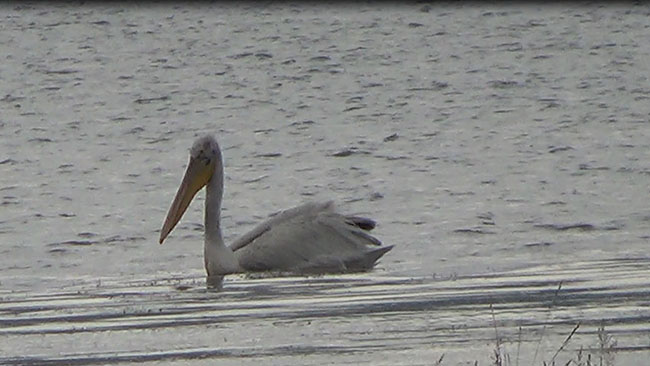 cildir-ve-aktas-golu’nu-pelikanlar-mesken-tuttu-(2).jpg