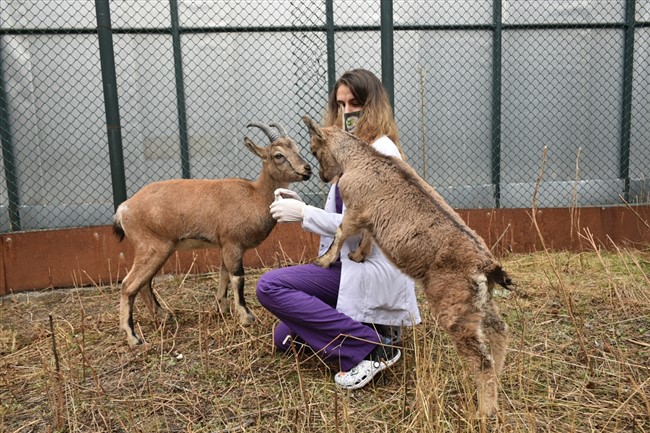 dag-kecileri-golge-ve-bayram-yaban-hayati-merkezinin-maskotu-oldu-(11).jpg