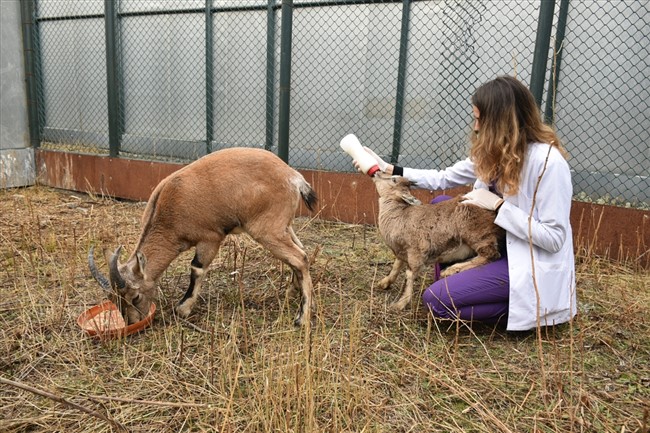 dag-kecileri-golge-ve-bayram-yaban-hayati-merkezinin-maskotu-oldu-(12).jpg