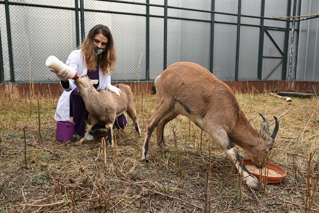 dag-kecileri-golge-ve-bayram-yaban-hayati-merkezinin-maskotu-oldu-(2).jpg