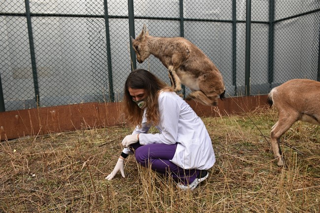 dag-kecileri-golge-ve-bayram-yaban-hayati-merkezinin-maskotu-oldu-(6).jpg