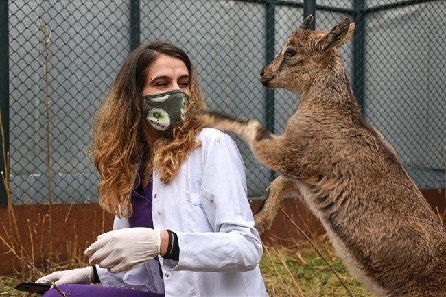 dag-kecileri-golge-ve-bayram-yaban-hayati-merkezinin-maskotu-oldu-(7).jpg