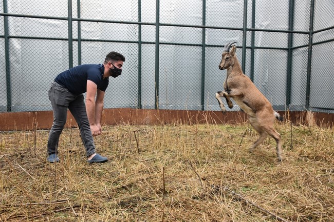 dag-kecileri-golge-ve-bayram-yaban-hayati-merkezinin-maskotu-oldu-(8).jpg