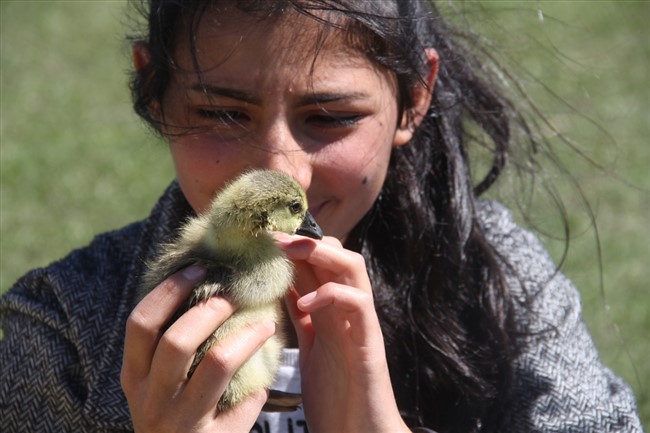 derslerini-kaz-ve-kus-sesleri-arasinda-ebadan-takip-ediyor-(4).jpg