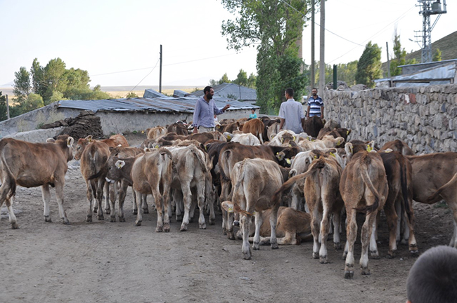 duzgun-2017-yili-buzagi-destekleme-muracaatlari-basladi-(2).jpg