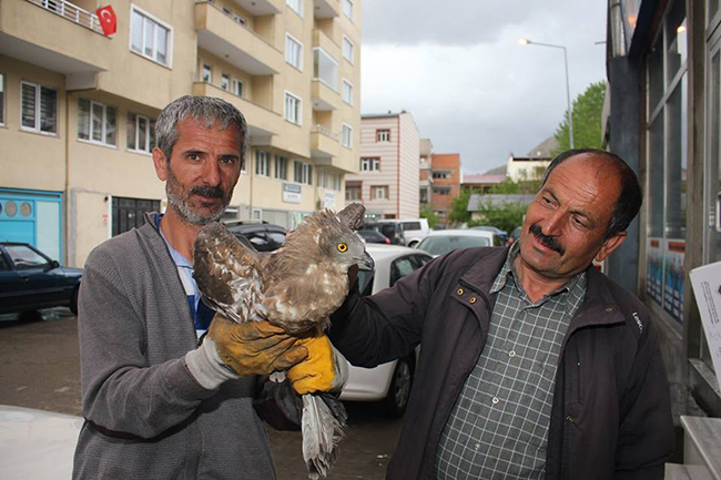 erzurumda-yarali-bulunan-sahin-tedavi-icin-karsa-gonderildi-(1).jpg