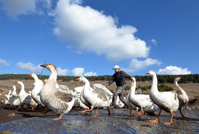 hobi-icin-kurdugu-ciftlikte-yetistirdigi-kazlari-turkiyenin-dort-bir-yanina-gonderiyor-(10).jpg