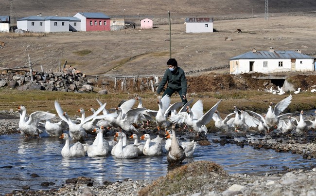 hobi-icin-kurdugu-ciftlikte-yetistirdigi-kazlari-turkiyenin-dort-bir-yanina-gonderiyor-(14).jpg