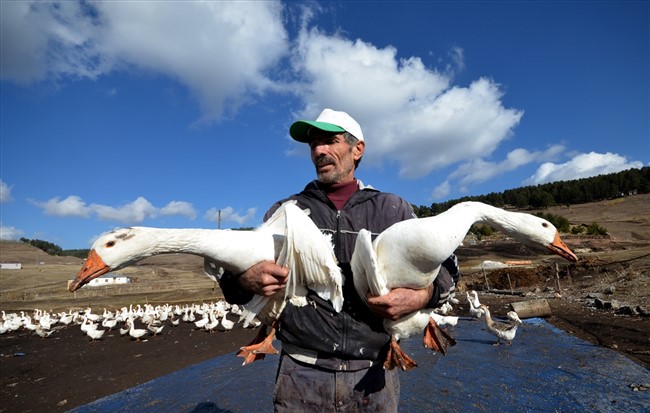 hobi-icin-kurdugu-ciftlikte-yetistirdigi-kazlari-turkiyenin-dort-bir-yanina-gonderiyor-(2).jpg