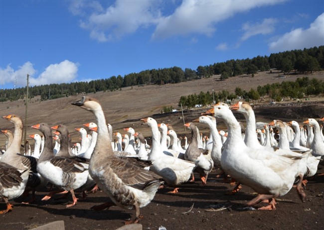 hobi-icin-kurdugu-ciftlikte-yetistirdigi-kazlari-turkiyenin-dort-bir-yanina-gonderiyor-(3).jpg