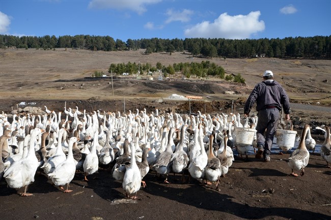 hobi-icin-kurdugu-ciftlikte-yetistirdigi-kazlari-turkiyenin-dort-bir-yanina-gonderiyor-(4).jpg