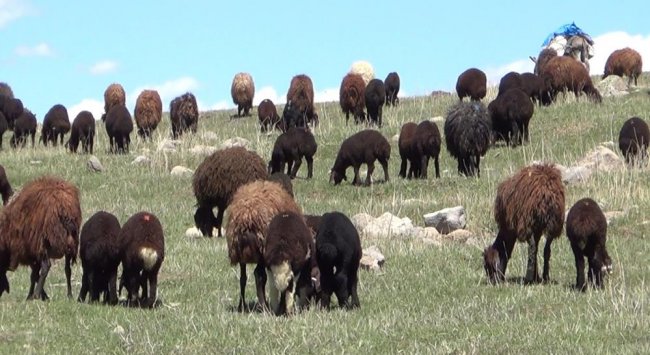 igdir’dan-sarikamis’a-gocerlerin-zorlu-yayla-yolculugu-(2).jpg